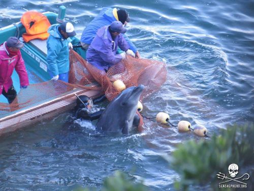  Dolphins captured in the cove are either sold into captivity, or slaughtered and sold for consumption.