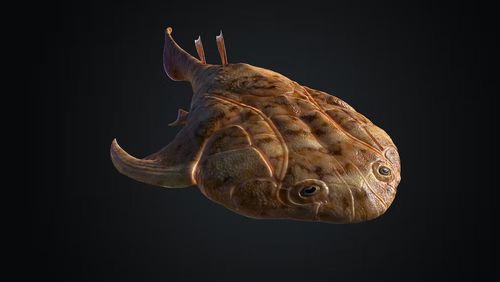 Xiushanosteus fossil fish