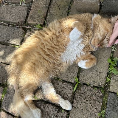 Orange cat Leo recovering from a feline UTI
