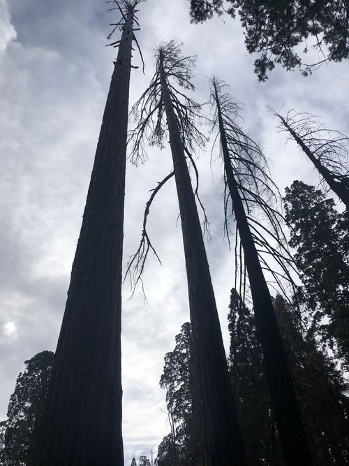 Three sequoias stand stripped bare of needles. Such trees will fall over and die.