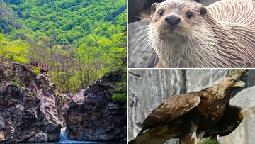 The Wildlife Oasis emerging in the Korean DMZ