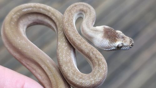 A super zebra morph carpet python bred by Mat from Killer's Pythons.