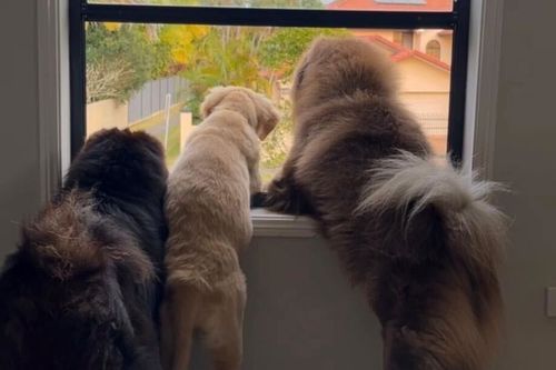 Üç köpeğin videosu Avustralyalı işletme sahibini zor durumda bıraktı.