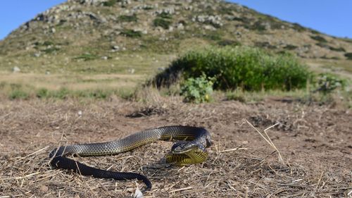 There's a chance the Chappell Island tigers are the oldest snake species to evolve in isolation within Australia.