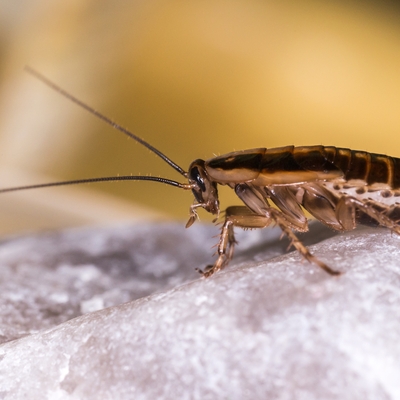 Landlord wins thousands in compensation after tenants 'abandoned' property over cockroaches