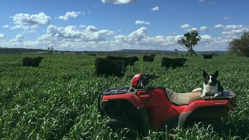 A successful barley crop from 2016.