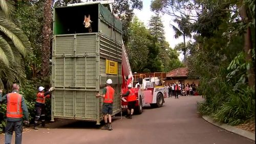 A giraffe from ﻿Perth Zoo has embarked on an epic road trip to Adelaide.Three-year-old Inkosi is off to find love at Monarto Safari Park as part of a crucial breeding program.