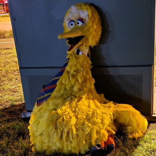 Le costume de Big Bird a été rendu au cirque ce matin.