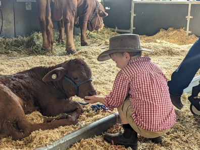 Stephanie Trethewey's son feeds a cow.
