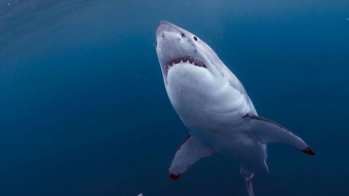 Great White Shark Babies