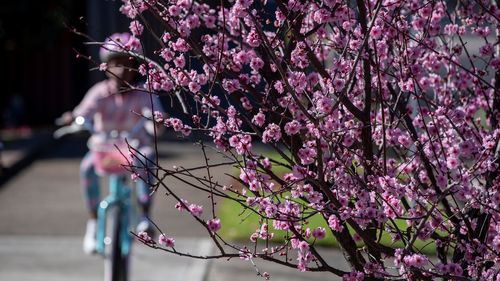 A girl rides past a cherry tree in Sydney, Australia, on Aug. 16, 2021. Australia's state of New South Wales NSW recorded a new record high of 478 new locally acquired COVID-19 cases and eight deaths on Monday. (Photo by Bai Xuefei/Xinhua via Getty Images)