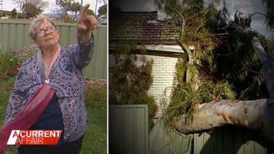 Council-owned tree causes $20,000 damage to pensioner's home.