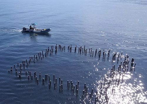 The test prototype in Reunion Island is made up of 200 pipes, pinned to the sea floor. (Photo credit: Franck Grangette)