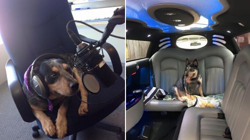 Buddy made a guest appearance on Hit 105 and got the VIP treatment riding in a limo. (Facebook)