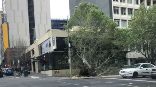 A tree is uprooted, blocking traffic on King Street in Melbourne's CBD. (Supplied: Fiona McNeil)