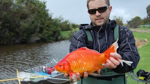 Football-sized goldfish travelling hundreds of kilometres in WA