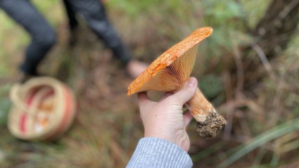 Foraging for saffron milk cap mushrooms is a cool weather delight