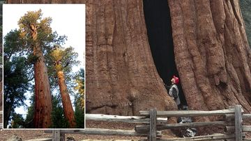The sequoias can grow to over 90 metres tall, and stand for 3000 years. 