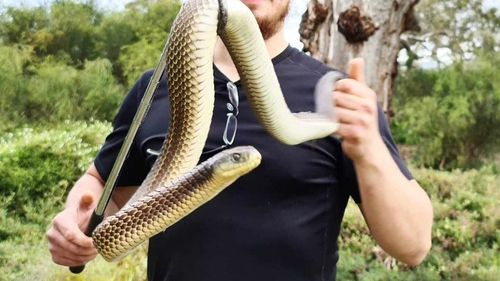 Snake hunter Mark Pelly warned snakes will be hiding from the rain in buildings, not just in the wilderness.