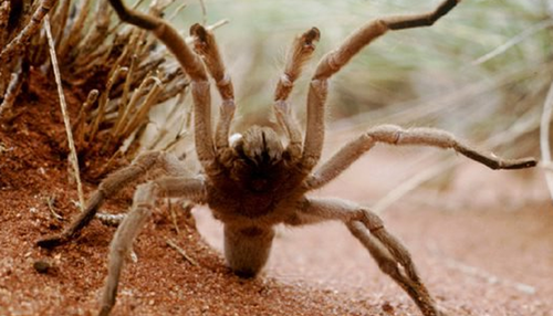 Australian tarantulas are often known as whistling or barking spiders. 