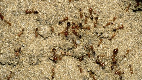Fire ants are one of the world's worst super pests