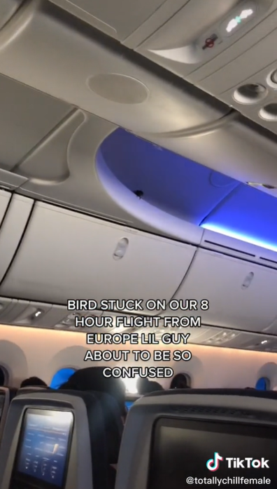 TikTok user shares hilarious video of bird trapped on long haul flight