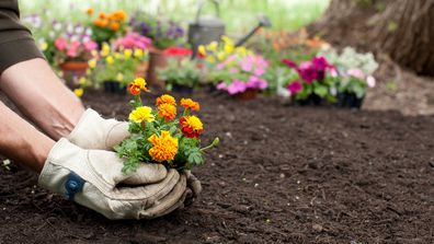 Mosquito deterrent plant, flower