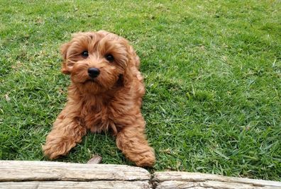 Red cavapoo puppy dog laying on the lawn looking up at the camera. She is in front of a wooden log and has a piece of bark in front of her which she has been playing with.