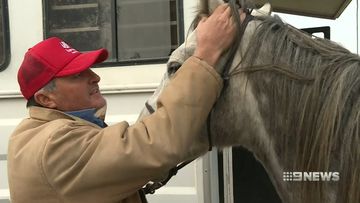 brumby cull bill backflip: horse experts speak up