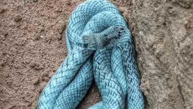 Serpent bleu trouvé par le chasseur de serpents Mathew Hampton
