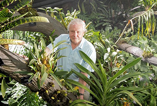 David Attenborough: Kingdom of Plants