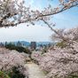What to know about Japan's famous cherry blossom season