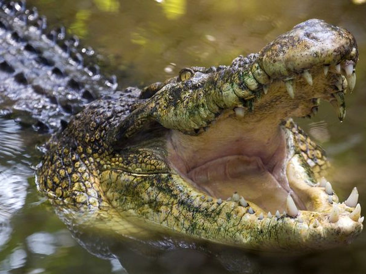 Crocodile attack: Man fights off croc with belt knife in Cape York,  Queensland