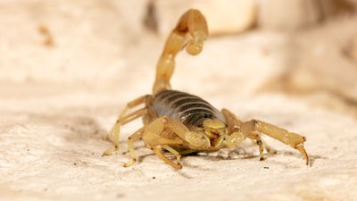8: Scorpions