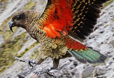 The kea is endemic to the alpine regions of which island?