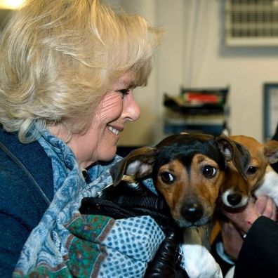 Royal gallery: Queen Camilla 'heartbroken' by death of her rescue dog Beth. 19.11.24