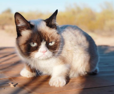 Grumpy Cat (2.7 million followers on Instagram)