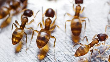 Solenopsis invicta aka red imported fire ants (Getty)