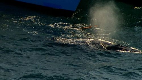 The unfortunate creature was seen cruising along the water's surface with the netting around one of its fins. Picture: 9NEWS