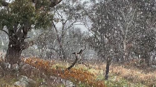 Surprisingly, snow started to fall in northern NSW at 11am today, specifically in Uralla and Guyra, 