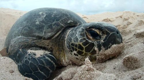 Green sea turtles have a conservation status of  'vulnerable'. (9NEWS)