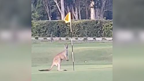 A kangaroo had a bizarre interaction with a flag on a golf course. (Bettina Hammant)