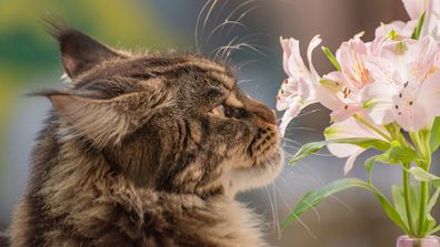 Cat looking at a bunch of lilies