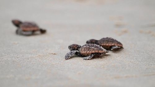 Les amateurs de plage sont encouragés à être conscients et à signaler toute piste de tortue car elle peut conduire à des nids qui doivent être réinstallés. 