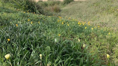 Coastal gazania (Gazania rigens) is highly invasive in coastal environments, particularly on sand dunes and headlands.It can severely alter the vegetation structure by suppressing native plants and is often difficult to eliminate due to continued escapes from nearby gardens.
Other gazania species are also a threat.