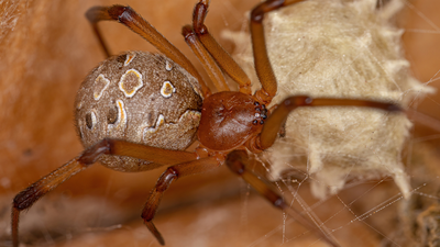 Brown widow spider