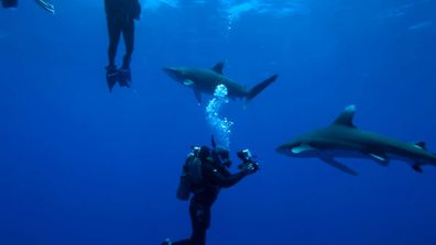 Oceanic Whitetip shark deadliest sharks 9Now