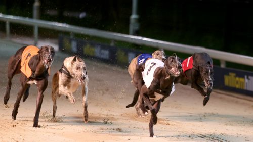The NSW Government will give $500,000 in prize money for the state's first-ever Million Dollar Chase greyhound race this year. Picture: Supplied.