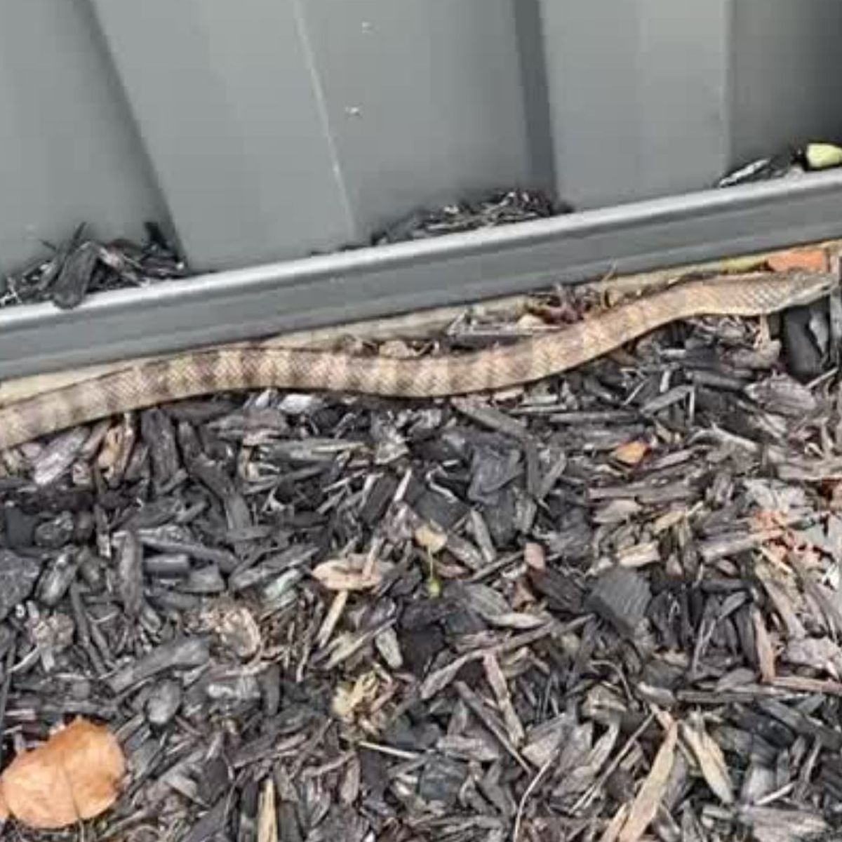 Melbourne resident finds deadly tiger snake in toilet bowl