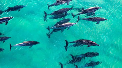 A pod of 30 dolphins has been spotted off the NSW coast. 